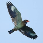 三宝鸟-缩略图-5