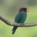 三宝鸟-缩略图-6