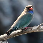 三宝鸟-缩略图-7