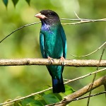 三宝鸟-缩略图-8