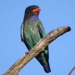 三宝鸟-缩略图-9