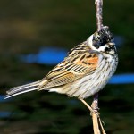 三道眉草鹀-缩略图-1