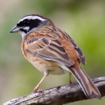 三道眉草鹀-缩略图-2