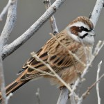 三道眉草鹀-缩略图-3