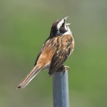 三道眉草鹀-缩略图-4