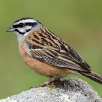 三道眉草鹀-缩略图-5