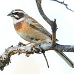 三道眉草鹀-缩略图-6