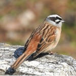 三道眉草鹀-缩略图-7