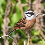 三道眉草鹀-缩略图-9