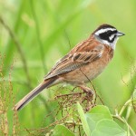 三道眉草鹀-缩略图-10