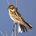 三道眉草鹀-缩略图-11