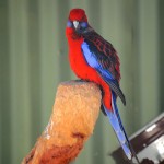 深红玫瑰鹦鹉-缩略图-1