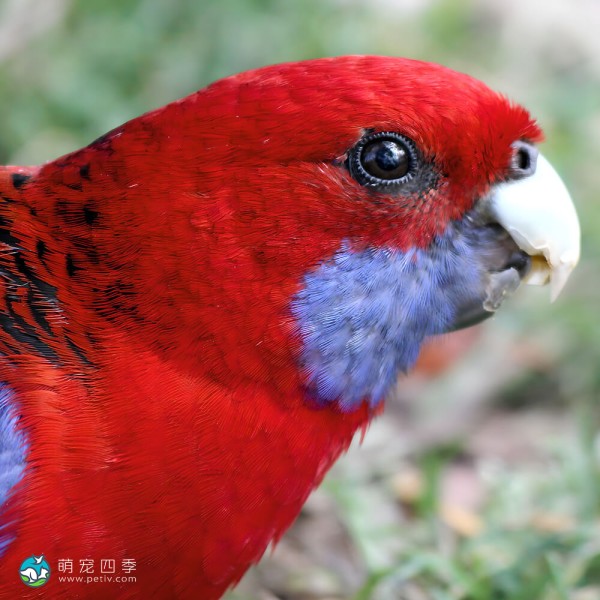 深红玫瑰鹦鹉-2