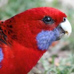 深红玫瑰鹦鹉-缩略图-2