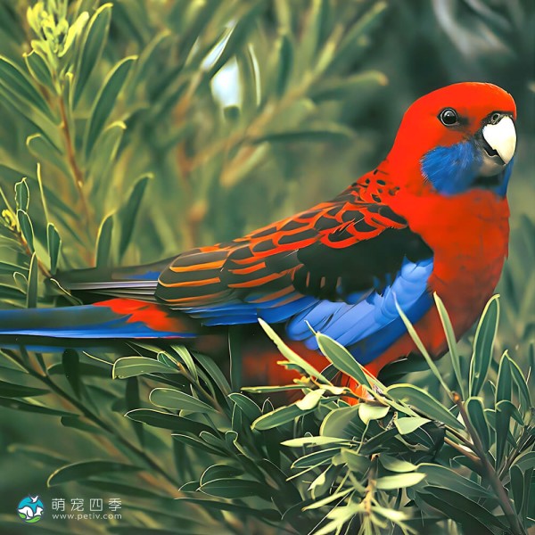 深红玫瑰鹦鹉-3