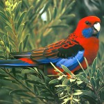 深红玫瑰鹦鹉-缩略图-3