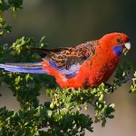 深红玫瑰鹦鹉-缩略图-4