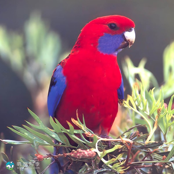 深红玫瑰鹦鹉-5