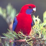 深红玫瑰鹦鹉-缩略图-5