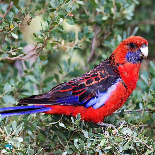 深红玫瑰鹦鹉-6