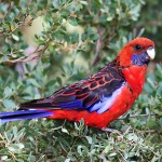 深红玫瑰鹦鹉-缩略图-6