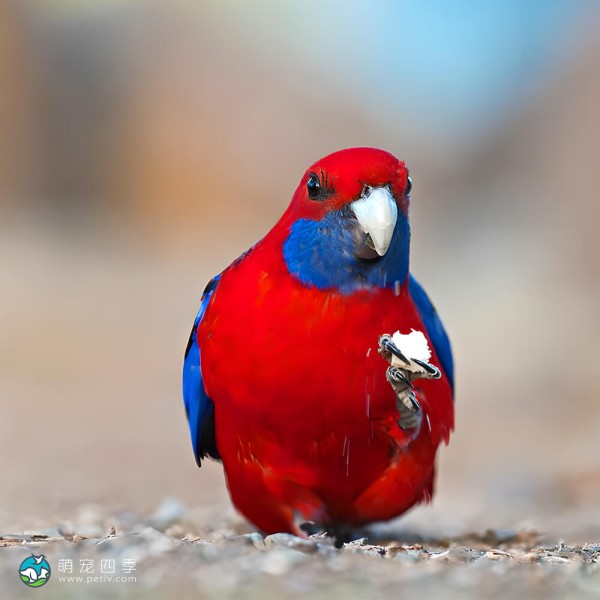 深红玫瑰鹦鹉-7