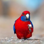 深红玫瑰鹦鹉-缩略图-7