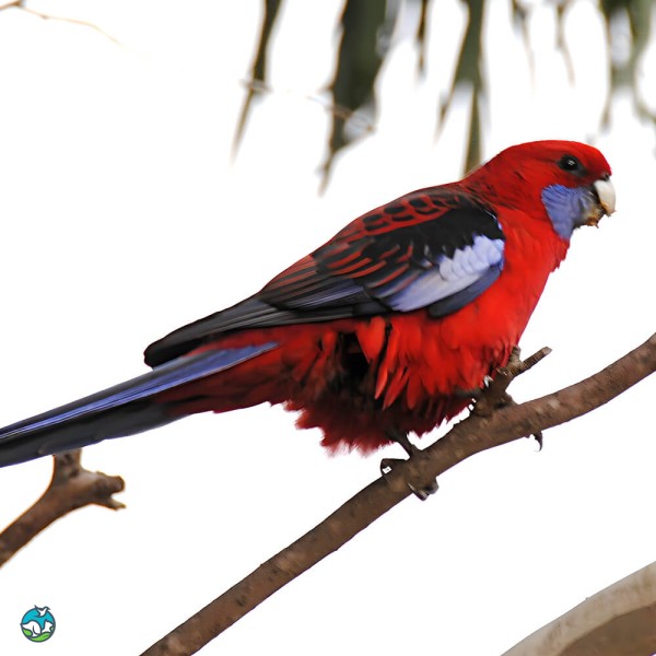 深红玫瑰鹦鹉-8