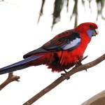 深红玫瑰鹦鹉-缩略图-8