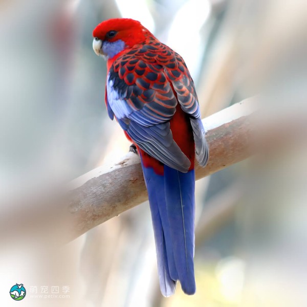 深红玫瑰鹦鹉-9