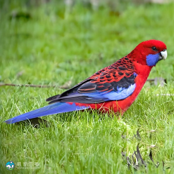 深红玫瑰鹦鹉-10