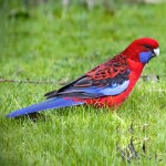 深红玫瑰鹦鹉-缩略图-10