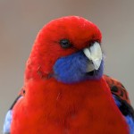 深红玫瑰鹦鹉-缩略图-11