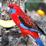 深红玫瑰鹦鹉-缩略图-12