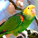 双黄头亚马逊鹦鹉-缩略图-1