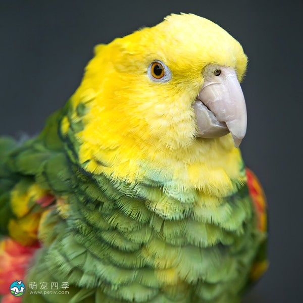 双黄头亚马逊鹦鹉-2