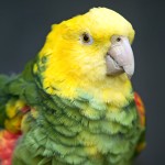 双黄头亚马逊鹦鹉-缩略图-2