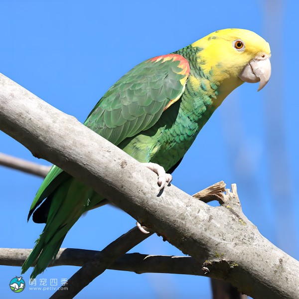 双黄头亚马逊鹦鹉-3