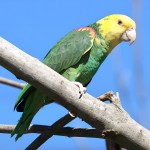 双黄头亚马逊鹦鹉-缩略图-3