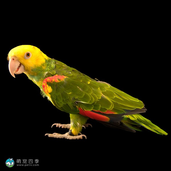 双黄头亚马逊鹦鹉-4