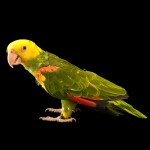 双黄头亚马逊鹦鹉-缩略图-4