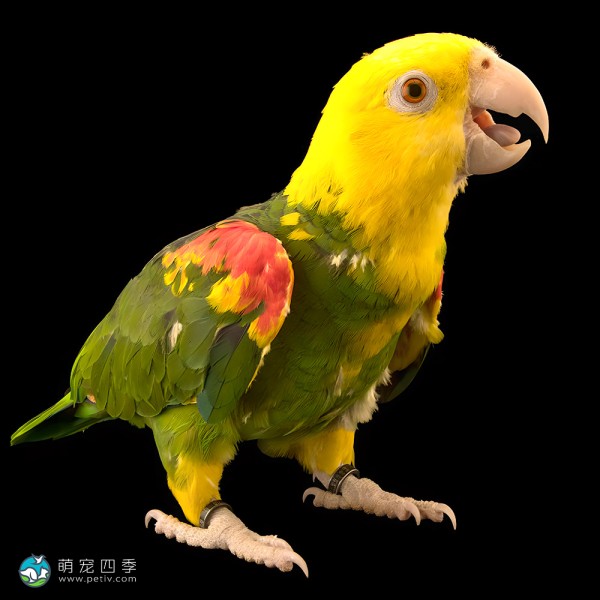 双黄头亚马逊鹦鹉-5