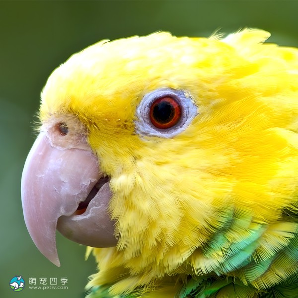 双黄头亚马逊鹦鹉-6