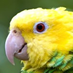 双黄头亚马逊鹦鹉-缩略图-6