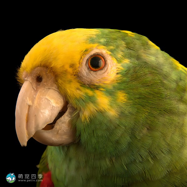 双黄头亚马逊鹦鹉-7