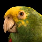 双黄头亚马逊鹦鹉-缩略图-7