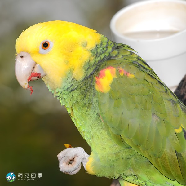 双黄头亚马逊鹦鹉-8