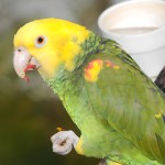 双黄头亚马逊鹦鹉-缩略图-8