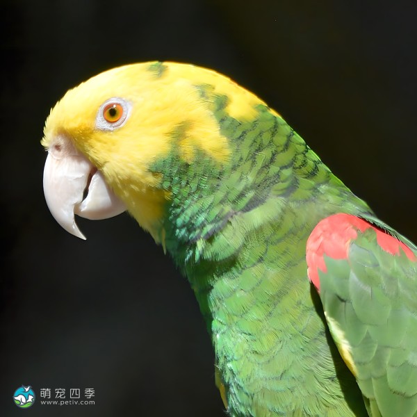 双黄头亚马逊鹦鹉-9