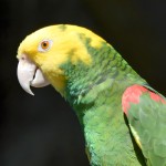 双黄头亚马逊鹦鹉-缩略图-9